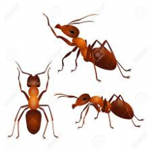 12-Ants 6: Tổ chức thông minh trên màn hình