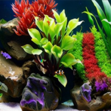 AI Aquarium Screensaver: AI kiến tạo thế giới thủy cung