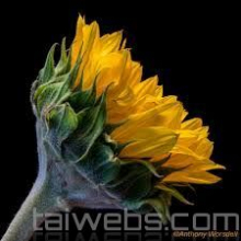 Helicon Focus Pro 8 Chỉnh sửa ảnh lấy nét chuyên nghiệp