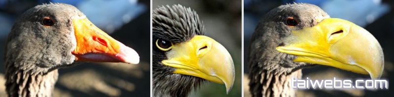 photo-montage-guide-1 image