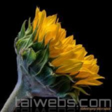 Helicon Focus Pro 8 Chỉnh sửa ảnh lấy nét chuyên nghiệp