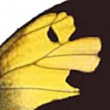 Zerene Stacker Pro 1.04 Tạo ảnh macro sắc nét vượt trội